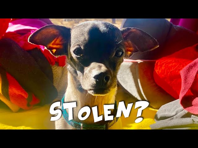 I STOLE someone else's DOG?! • Solo Senior Female Bus Life/Van Life