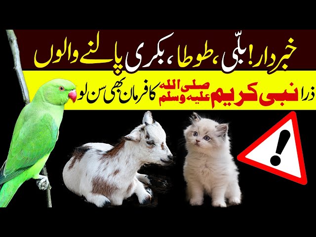 Billi, Tota, Bakri Palne Walo Zara Nabi Pak ka Farman Sun lo | Khabardar | Peer-e-Kamil