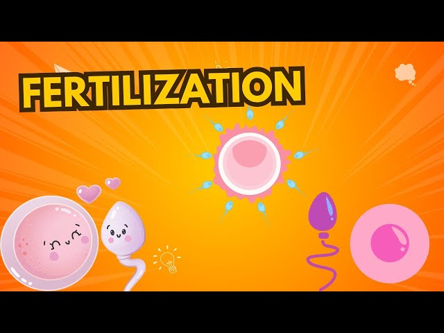 Fertilization #biology #neet #neet2025 #reproduction