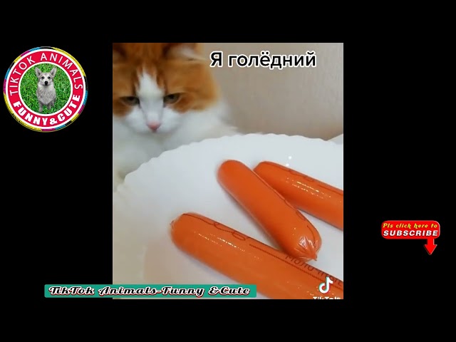 🐱TikTok Animals-Funny and Cute - Cat  Video #05 ||TikTok  Animals-Funny and Cute Channel.