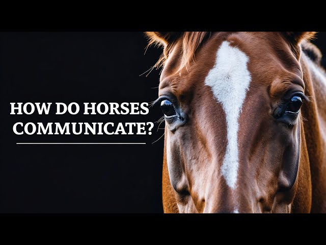 How Do HORSES COMMUNICATE? - Horse Behavior Explained