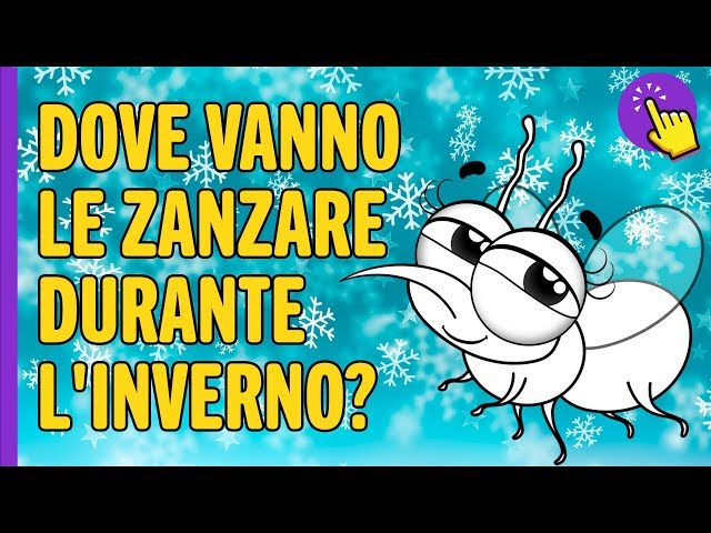 Dove vanno le zanzare durante l'inverno? | Informazione interessante | Tienilo a mente!