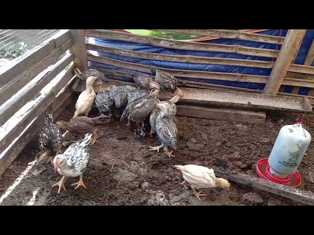 KESERUAN AYAM DI KANDANG UMBARAN