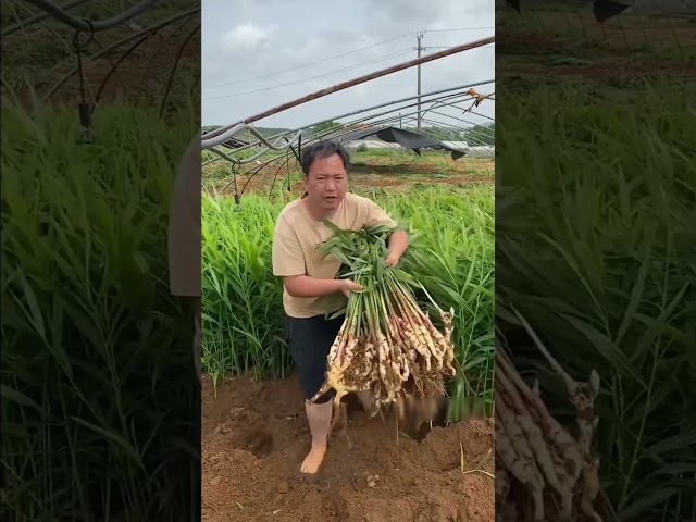 The secret method of ginger cultivation in china 🤯