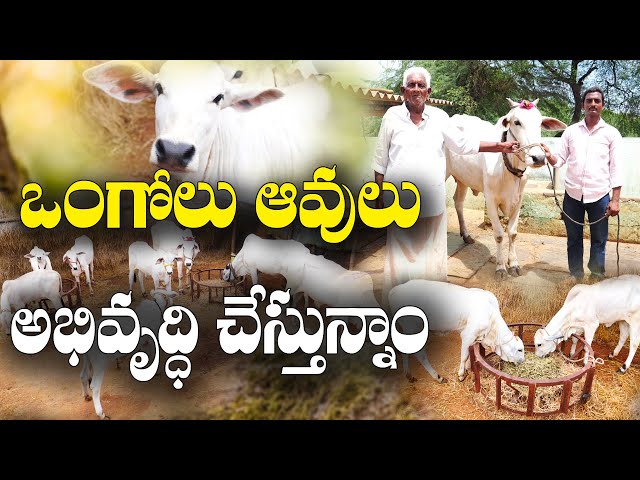 ఒంగోలు ఆవుల అభివృద్ధిలో తాత - మనవడు || Development of Ongole breed || Vinod Kumar