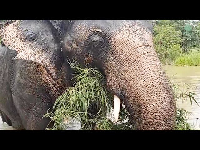 Former World's Loneliest Elephant Kaavan With His New Life - ElephantNews