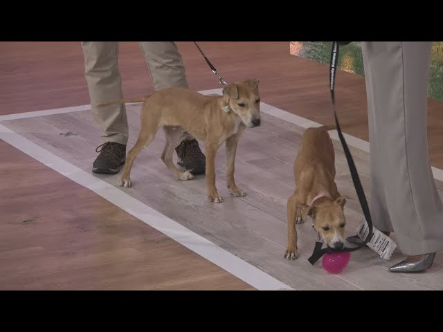 Pet Tails: Meet 2 puppy siblings 'Lego' and 'Eggo'