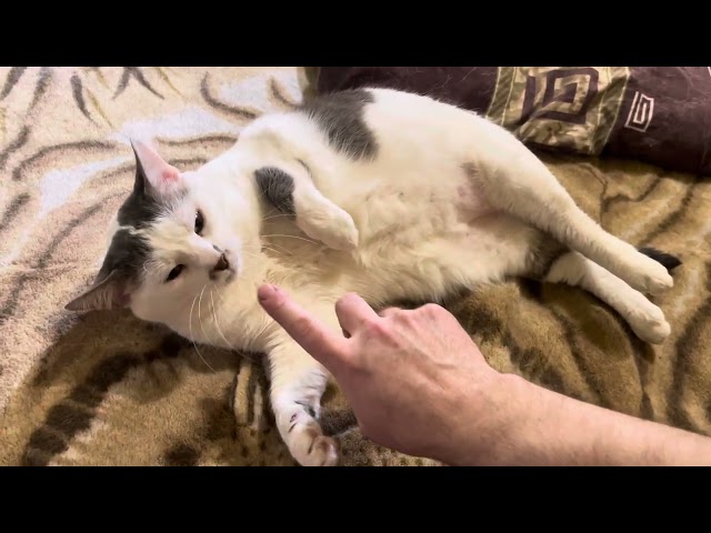 Cute Cats ❤️ Sweet moment 😻 Sweet and Cute Cat video 4K ) New Funny cat video 2025 ) Sweet Friday )