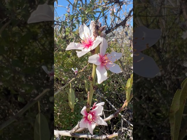 Frühling auf La Palma