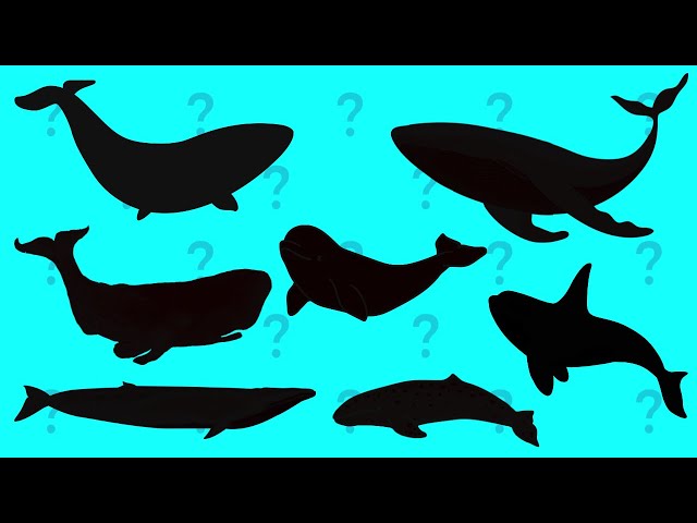 Guess the shadow of whales | Whales quiz | learning video for Kids