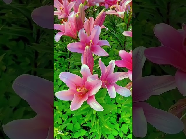 Nice  flower 💐💐#foodshorts#shortsvideo#satisfyingnature#fruit#fruitcutting#fruitworld #apple