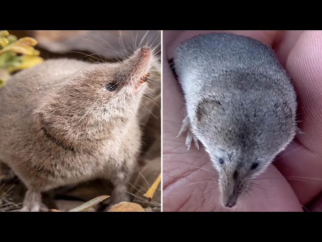 Rare Mount Lyell shrew photographed for the first time by college students in Calif.