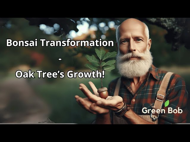 From Seed to Bonsai: My Oak Tree’s Growth Over Time