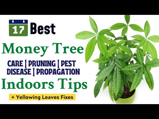 17 Money Tree Care Indoor Tips For Yellow Leaves  | How To Prune A Money Tree Plant #PachiraAquatica