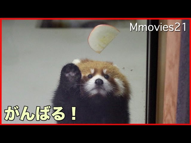 You can do it!　Red Panda cub 取れないよ〜！赤ちゃんレッサーパンダ