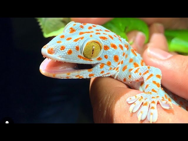 Anak Takut Dengar Suara Tokek Yg Keras Seram, Suara Tokek, Gecko Sound, เสียงตุ๊กแก..ร้องน่ากลัว