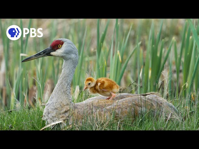 Tiny Crane Chick's First Moments