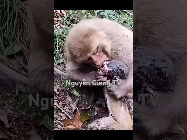 Ấm áp tình cảm mẹ con nhà khỉ/Warm love between mother and child of the monkey family