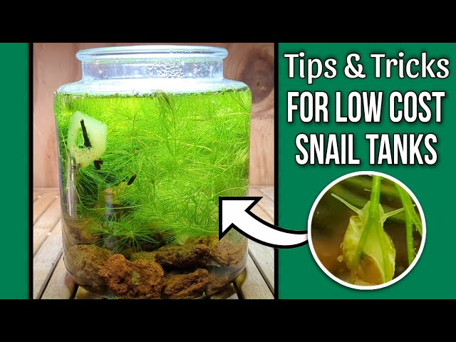 TIPS & TRICKS for Bladder Snail Aquariums