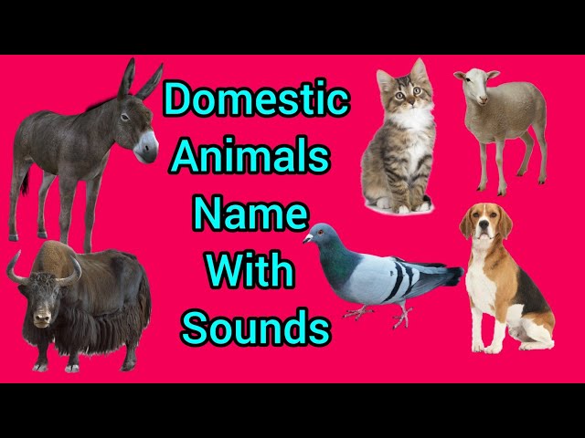 Dometic animals name/Domtiec animals sounds # 2022