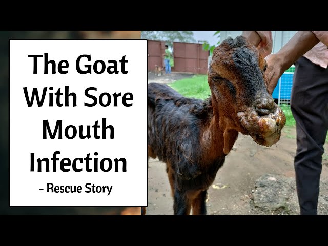 The Goat with Painful Sores around the Lips, Mouth, Gums, and Nose - ORF or Contagious Ecthyma