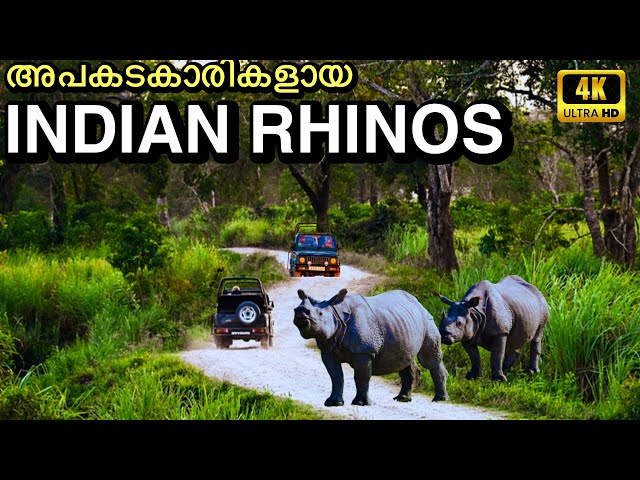 കാണ്ടാമൃഗങ്ങളുമായി നേർക്ക്നേർ | Kaziranga National Park | Indian Rhino | 4K UHD