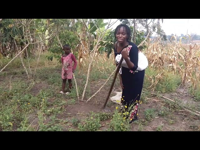 African village mom harvesting her beans and village life style  African village life