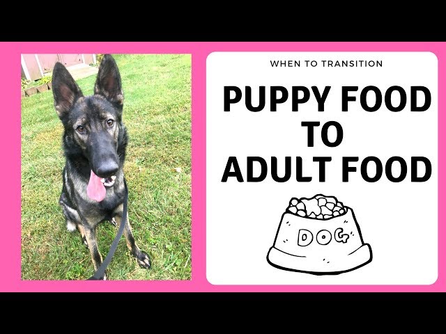 When to Transition from Puppy Food to Adult Food