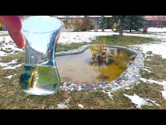 Natural Pool Construction from Scratch Vlog