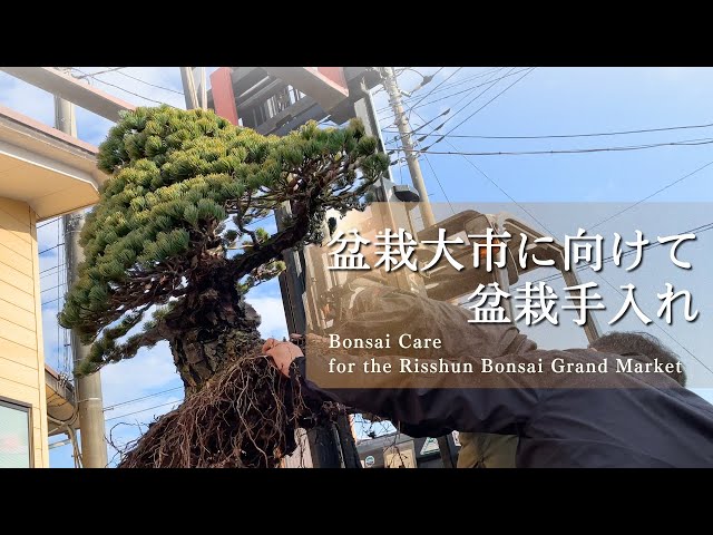 Bonsai Care for Risshun Bonsai Grand Market - This is how the bonsai in Uchiku-tei's are created -