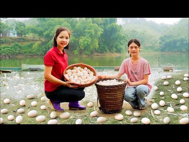 Harvesting Giant Duck Eggs To Sell At The Market - Cooking for Children to eat - Hanna Daily Life