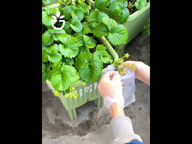 Protect the young strawberries #garden #gardening #gardentips #gardencare #tipsforgarden #gardentool