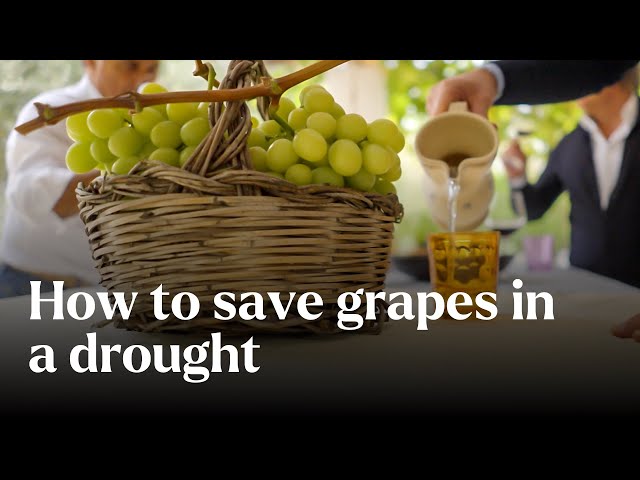 How To Save Grapes In A Drought - Nature's Building Blocks | BBC StoryWorks