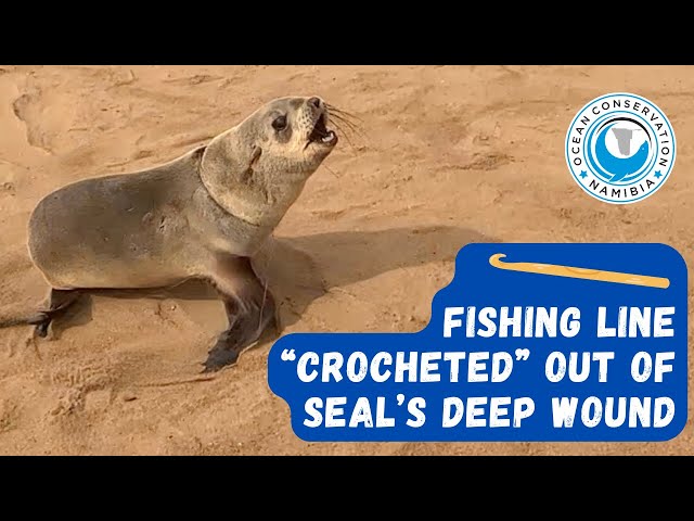 Fishing Line “Crocheted” Out Of Seal’s Deep Wound