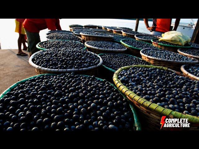 How To Harvest Acai berry? Brazilian Acai berries Cultivation, açaí Harvesting & Acai Processing