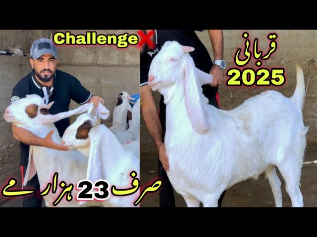 Wali Kareem Goat Farm Heavy Quality bakra Le Aya 😍 || Qurbani 2025 || Bakra Mandi || Goats