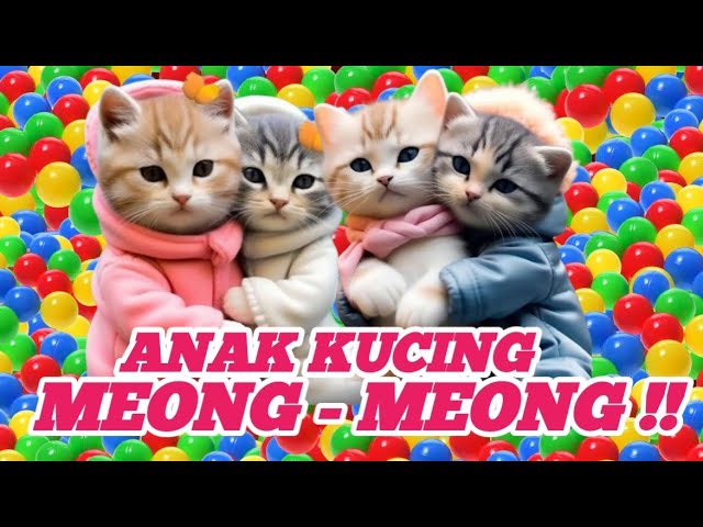 Kucing oyen ngambek lucu 😹 meong meong minta makan ‼️