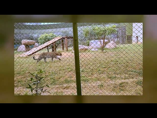 Cheetah Walks Its Territory | Displaying Dominance | Indroda Park Zoo