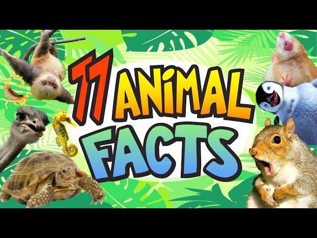 Fun Facts about ANIMALS