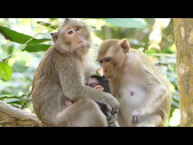 Baby Monkeys and Their Playful Antics