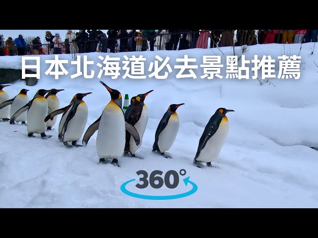 【日本北海道】必去景點推薦：札幌、旭山動物園企鵝遊行、白金清池、白鬚瀑布、美瑛聖誕樹、小樽運河｜VR 360°