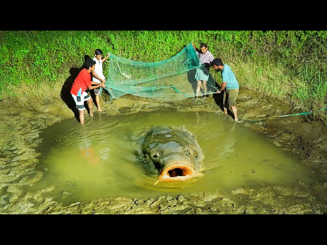 Catching Fish From Old Pond | കുളം വറ്റിച്ചു മീൻ പിടിക്കാം | M4 TECH |