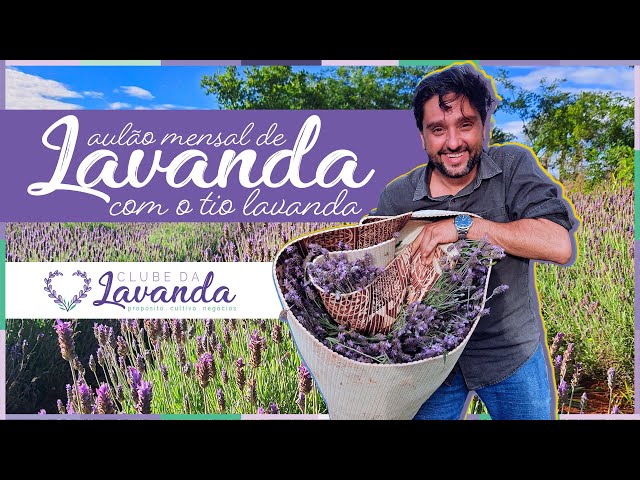 CLUBE DA LAVANDA . AO VIVO E A CORES "01" COM O TIO LAVANDA!