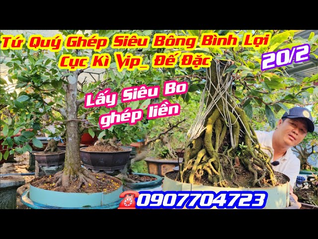 20/2, #0907704723, Siêu Bông Bình Lợi ghép Phôi tứ quý, bonsai đế vip, lấy siêu bo ghép liền