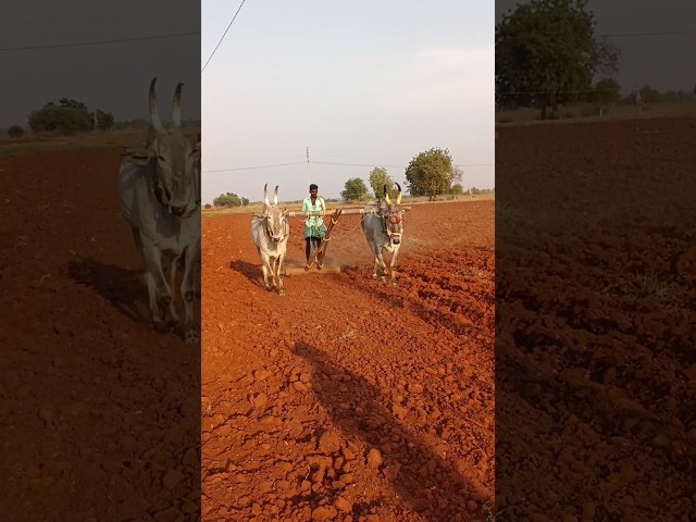 రైతు కష్టం 🌾🌾🙏🙏 #shorts #farming #farmer Mari farmer blogs రైతులకు సపోర్ట్ చేద్దాం😭🙏😭🙏😭