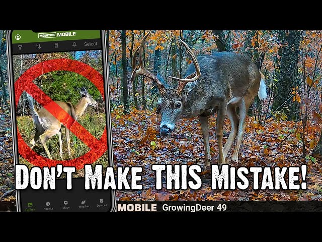 Don't Make THIS Mistake During the Rut!