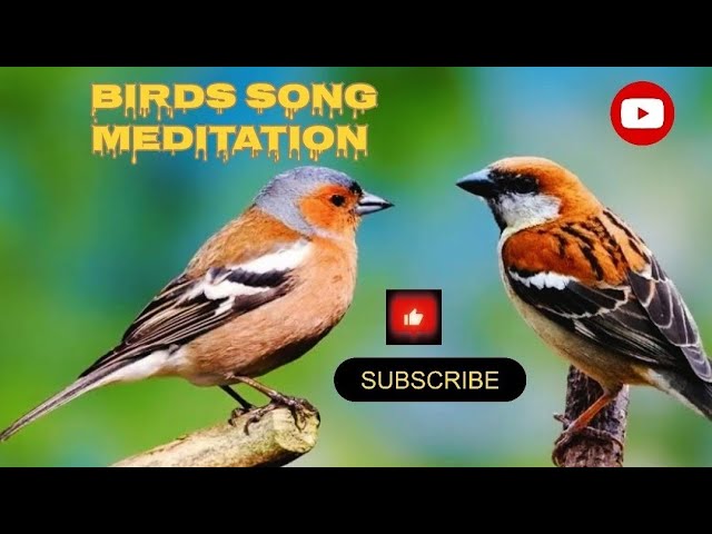 Birds Creeping Sounds Nature Relaxation