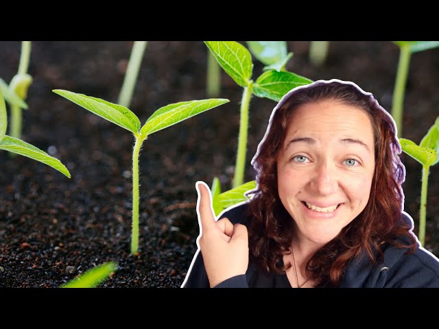 Seed Starting Tips: 12 Pro Hacks that WORK