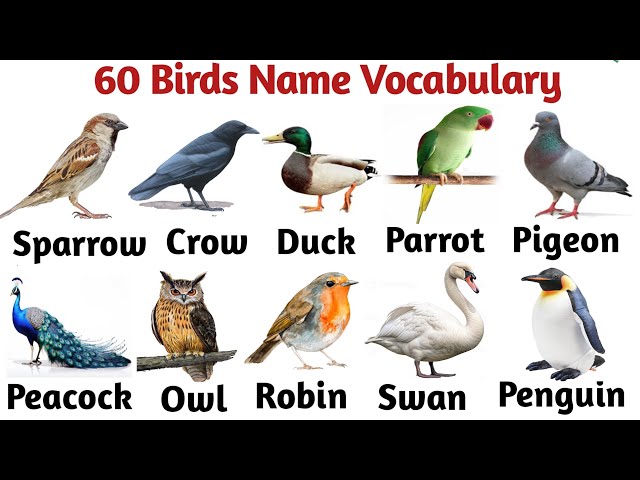 60 Birds Name Vocabulary | Common Birds Name In English Vocab | Common Words In English