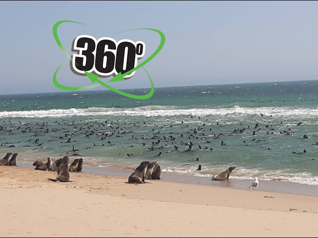 VR 360° Video - Seals everywhere you go - Namibia, Africa